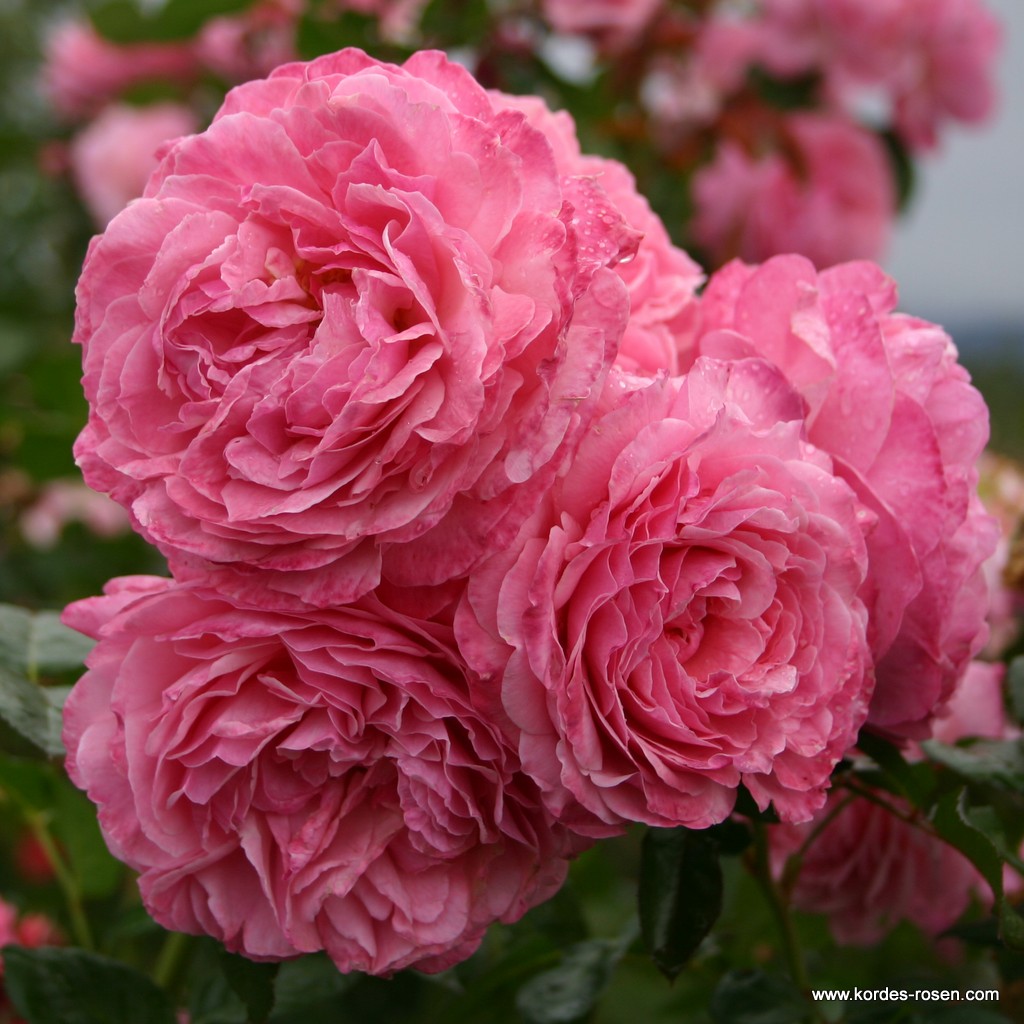 Artikelbild 4 des Artikels Flora Colonia Flora Colonia