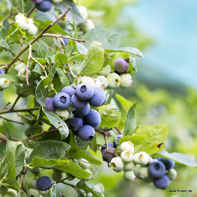 Heidelbeere 'Patriot'