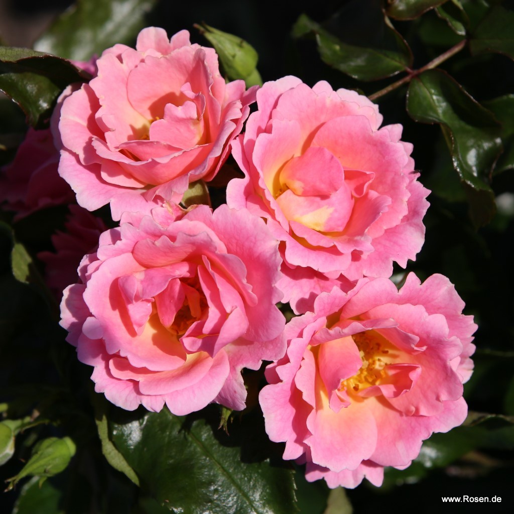 Artikelbild 5 des Artikels Roselina® Roselina®