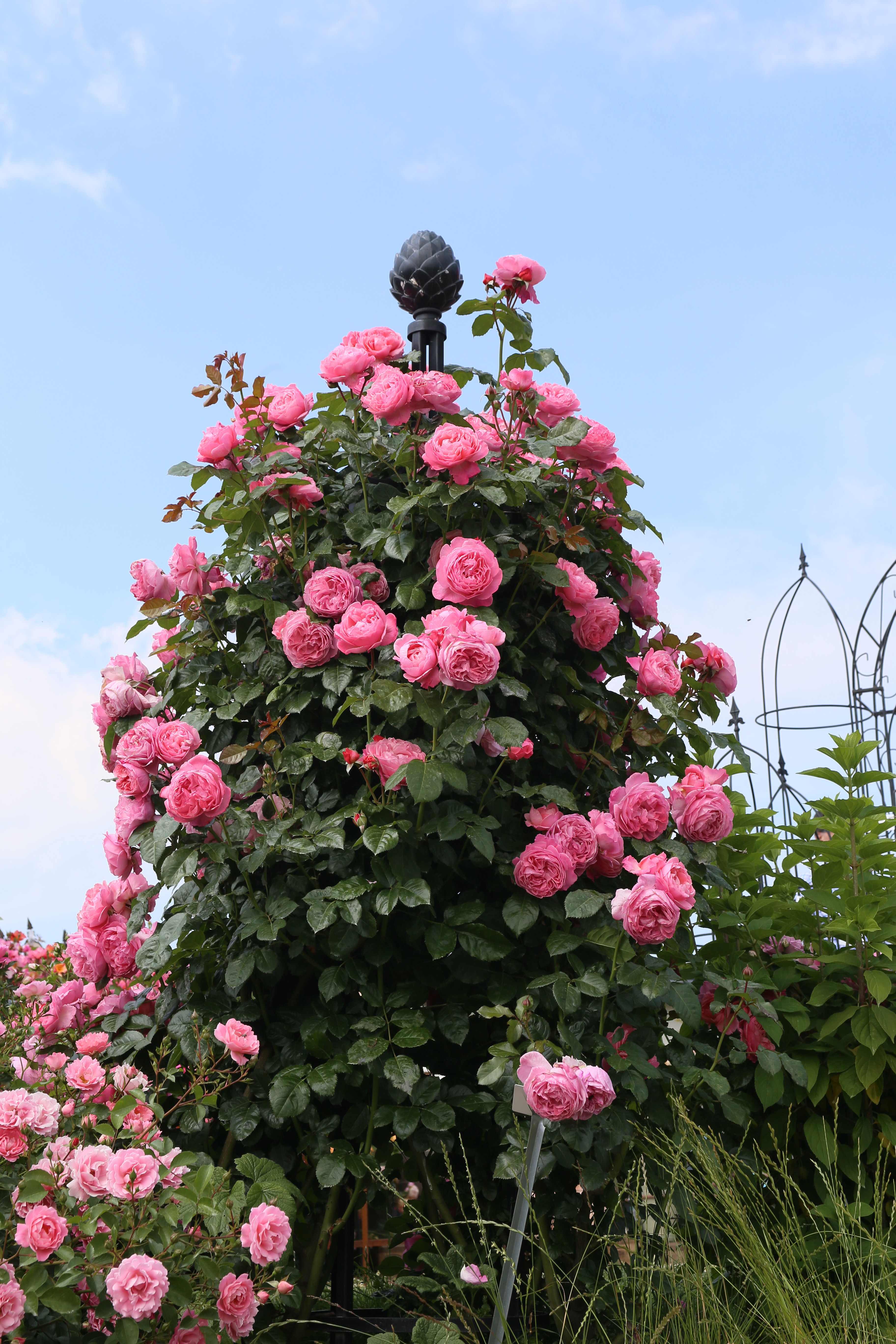Strauchrose Flora Colonia Strauchrose Flora Colonia