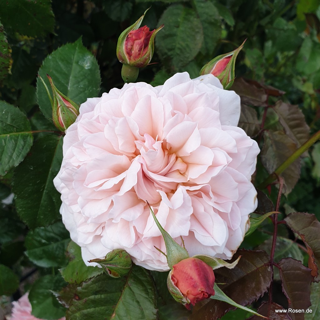 Artikelbild 1 des Artikels Rose de Tolbiac® Rose de Tolbiac®