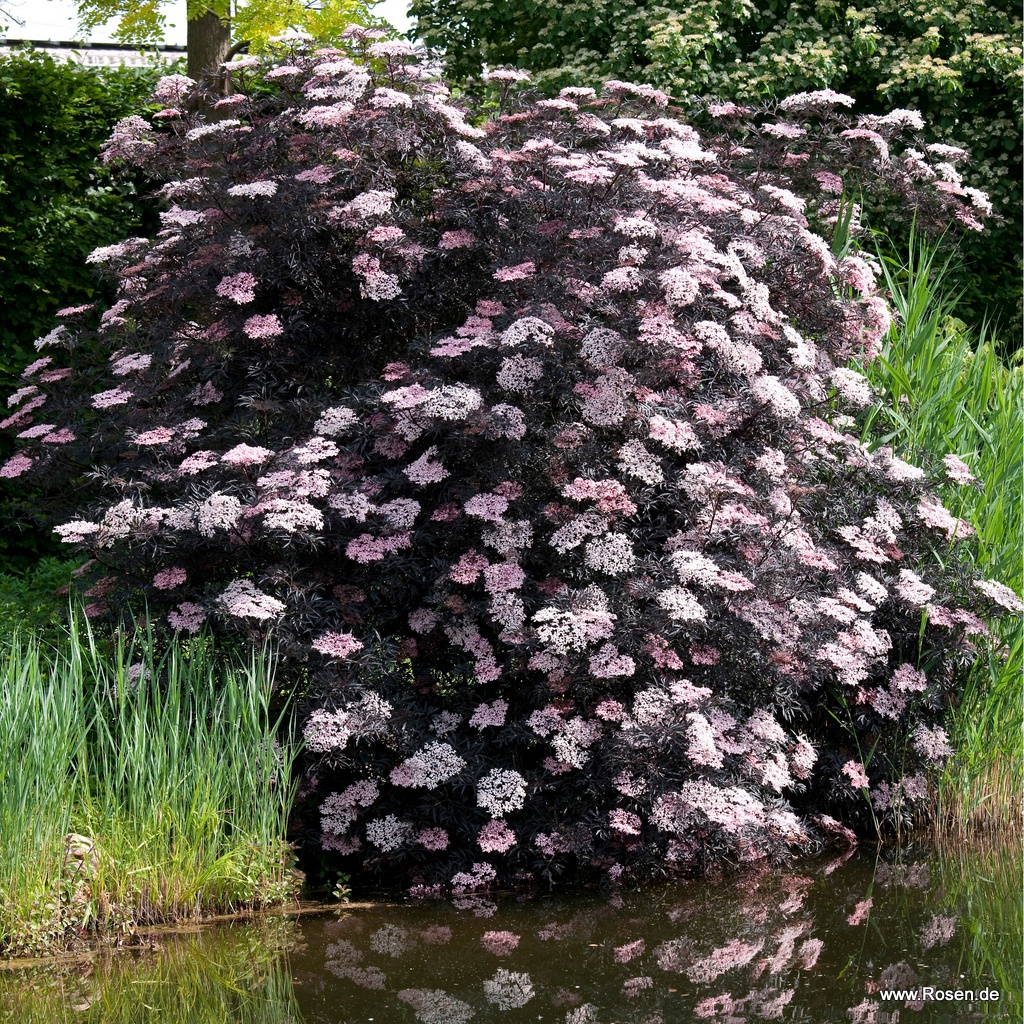 Artikelbild 4 des Artikels Schwarzer Holunder 'Black Lace'® Schwarzer Holunder 'Black Lace'®
