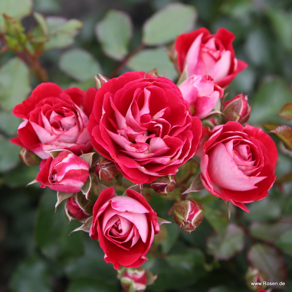 Artikelbild 5 des Artikels Corazon® Corazon®