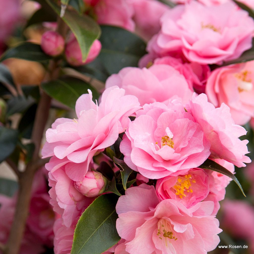 Kamelie 'Spring Festival'