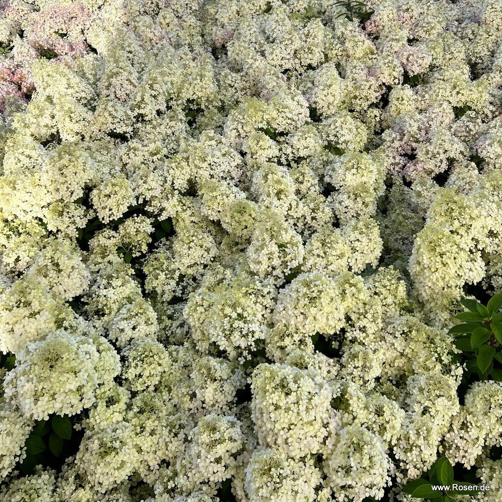 Artikelbild 3 des Artikels Zwerg-Rispenhortensie 'Bobo'® Zwerg-Rispenhortensie 'Bobo'®