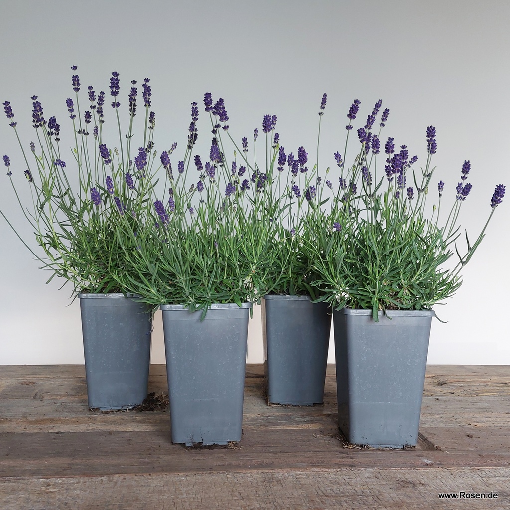 Artikelbild 1 des Artikels 4er-Set Lavendel 'Hidcote Blue' 4er-Set Lavendel 'Hidcote Blue'