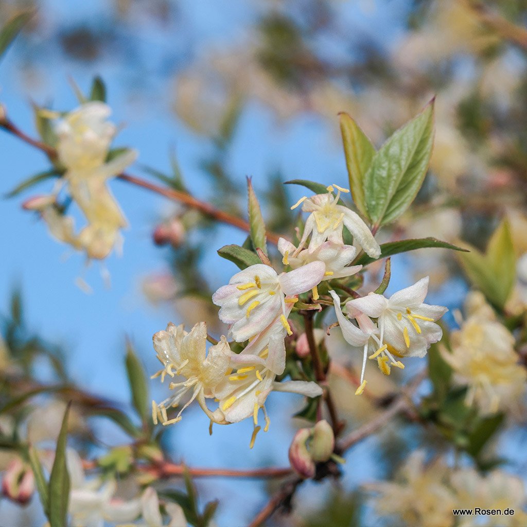 Winter-Heckenkirsche