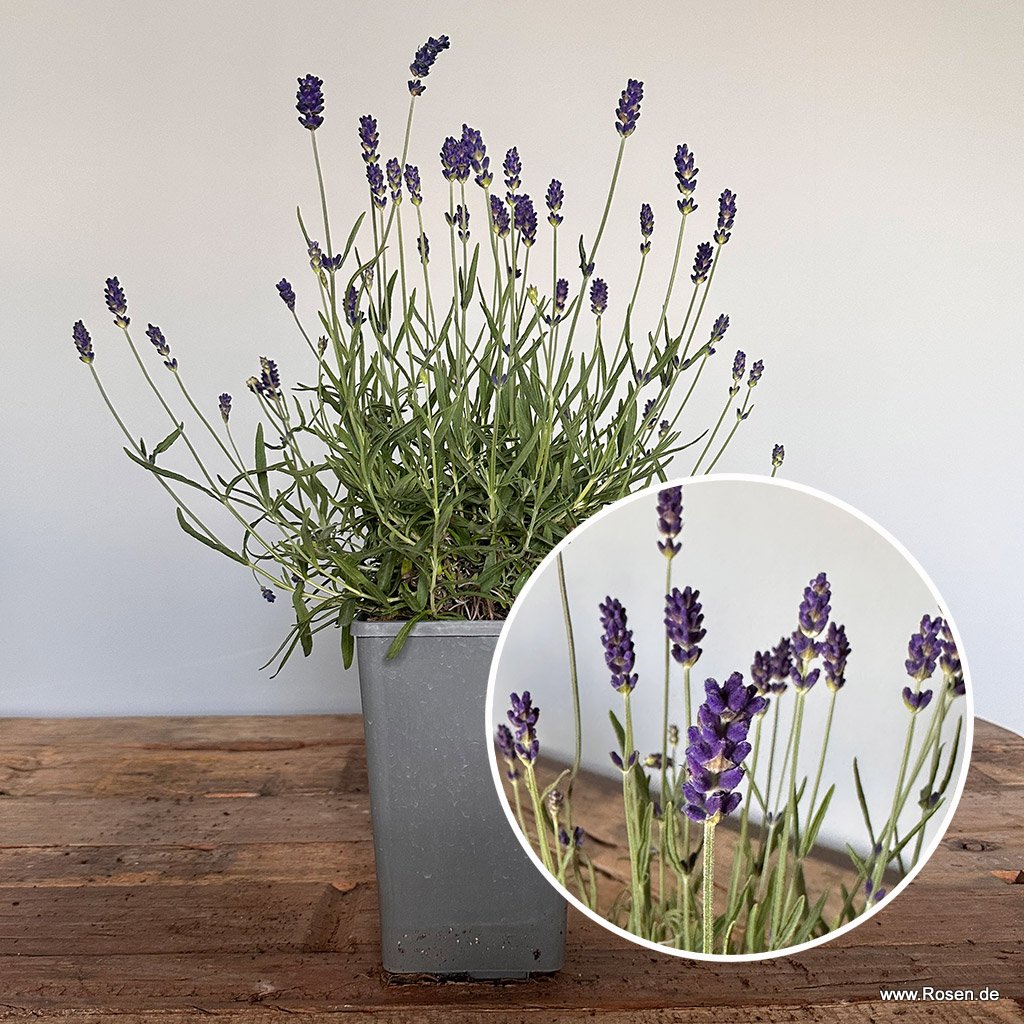 Lavendel 'Hidcote Blue'  1,5L-Topf