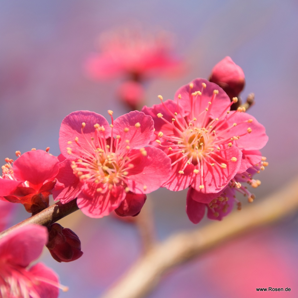 Japanische Zieraprikose 'Beni-chi-dori'