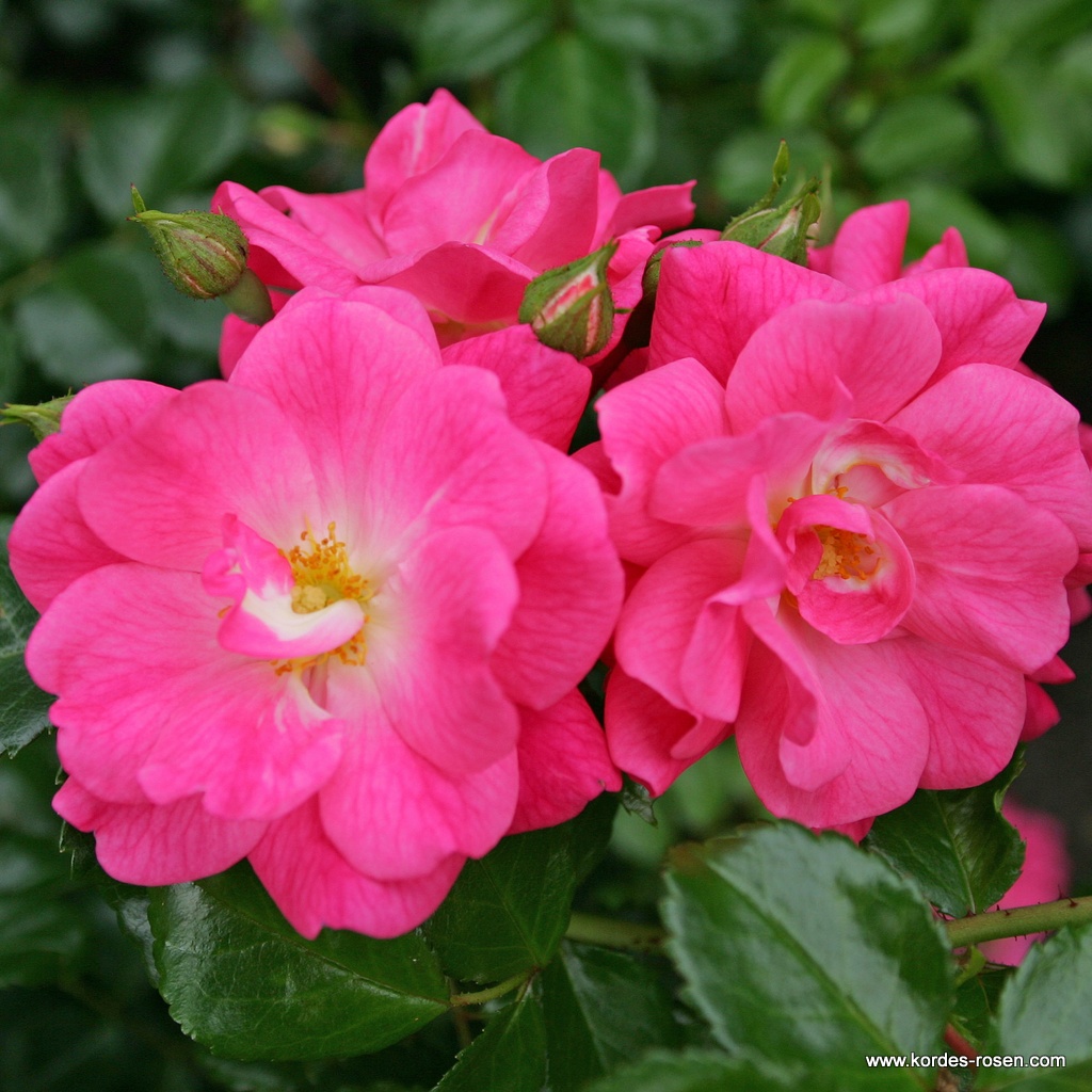 Palmengarten Frankfurt®