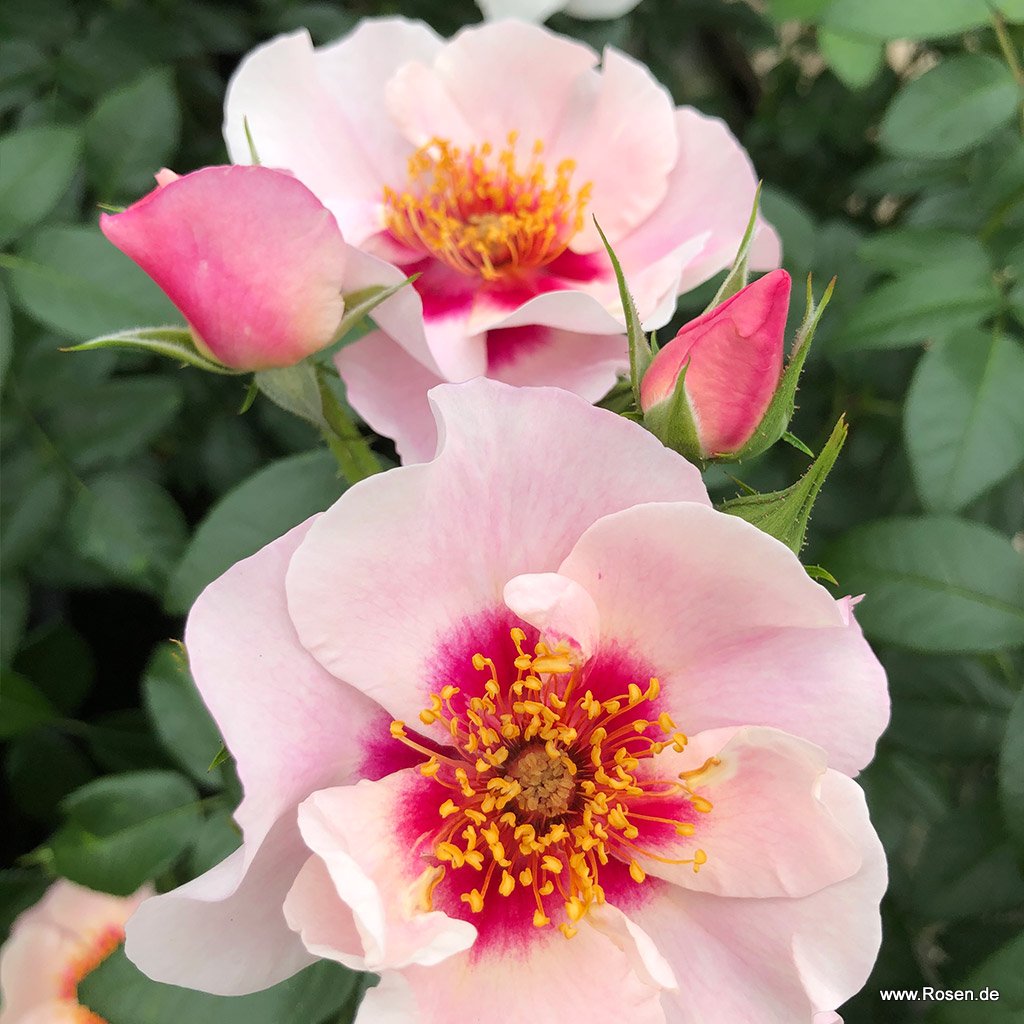 Artikelbild 3 des Artikels SEE YOU® in red