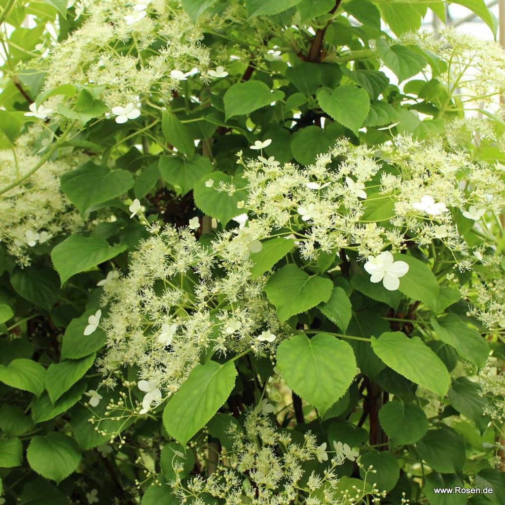 Artikelbild 1 des Artikels Kletterhortensie Kletterhortensie
