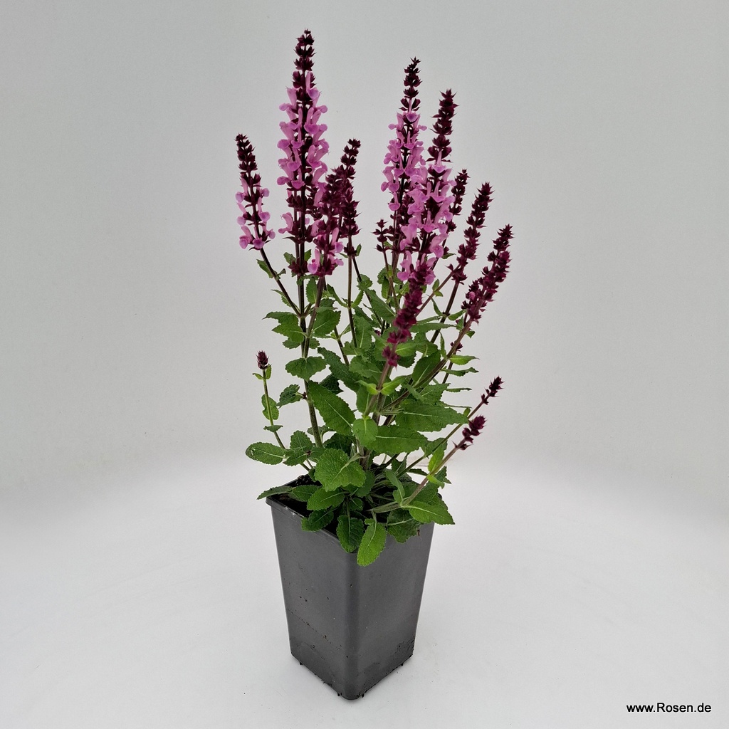 Artikelbild 2 des Artikels Ziersalbei ‘Marvel Rose‘ Ziersalbei ‘Marvel Rose‘