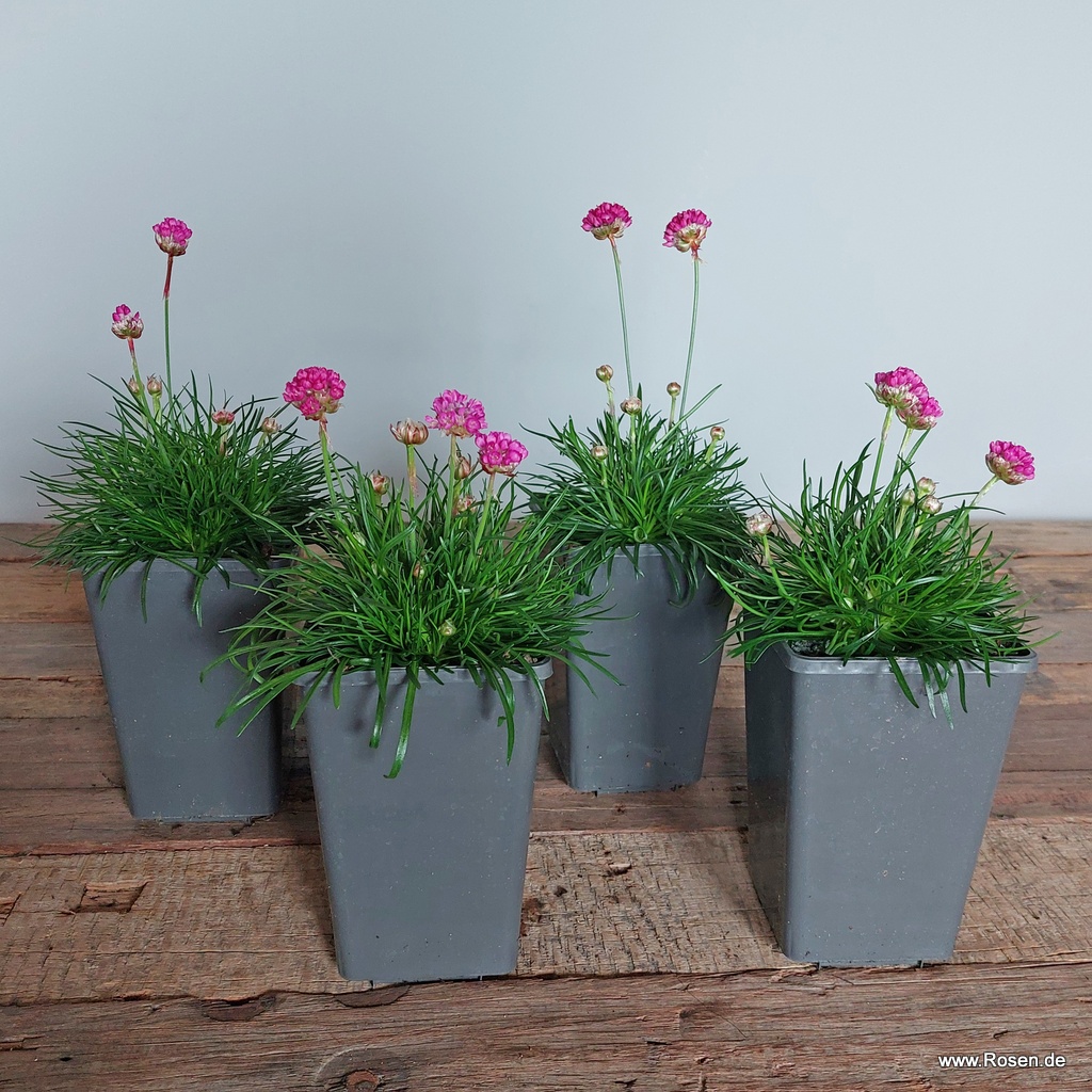 4er-Set Grasnelke 'Abbey Deep Rose'