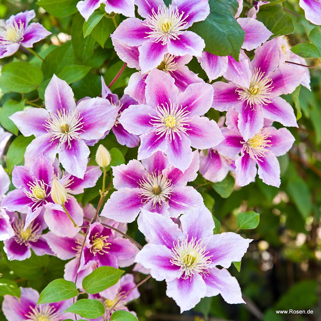 Artikelbild 1 des Artikels Clematis 'Piilu' Clematis 'Piilu'