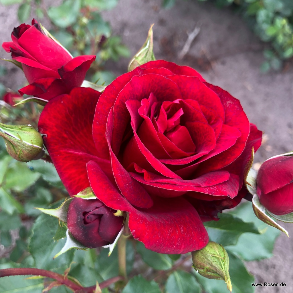 Royal Red Roses Color Kordes roses online shop - the most beautiful roses in the world ...