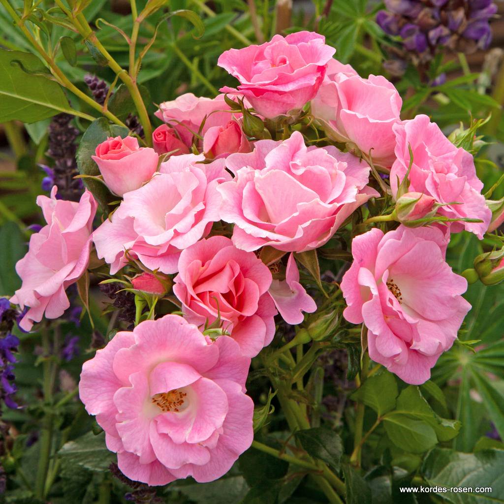 Artikelbild 3 des Artikels Roselina® Roselina®