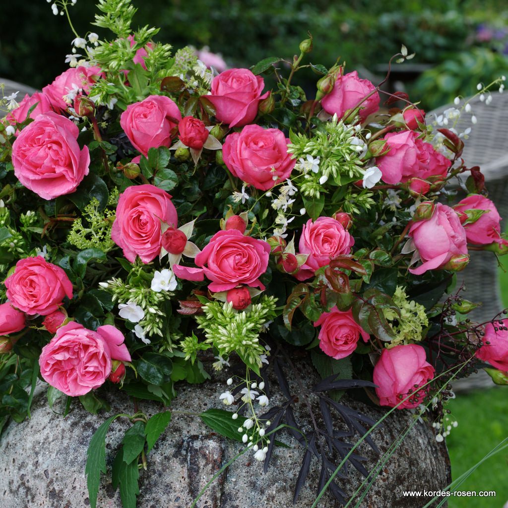 Artikelbild 4 des Artikels Cherry Lady® Cherry Lady®