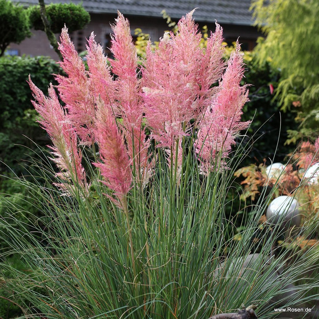 Pampasgras 'Rosea'