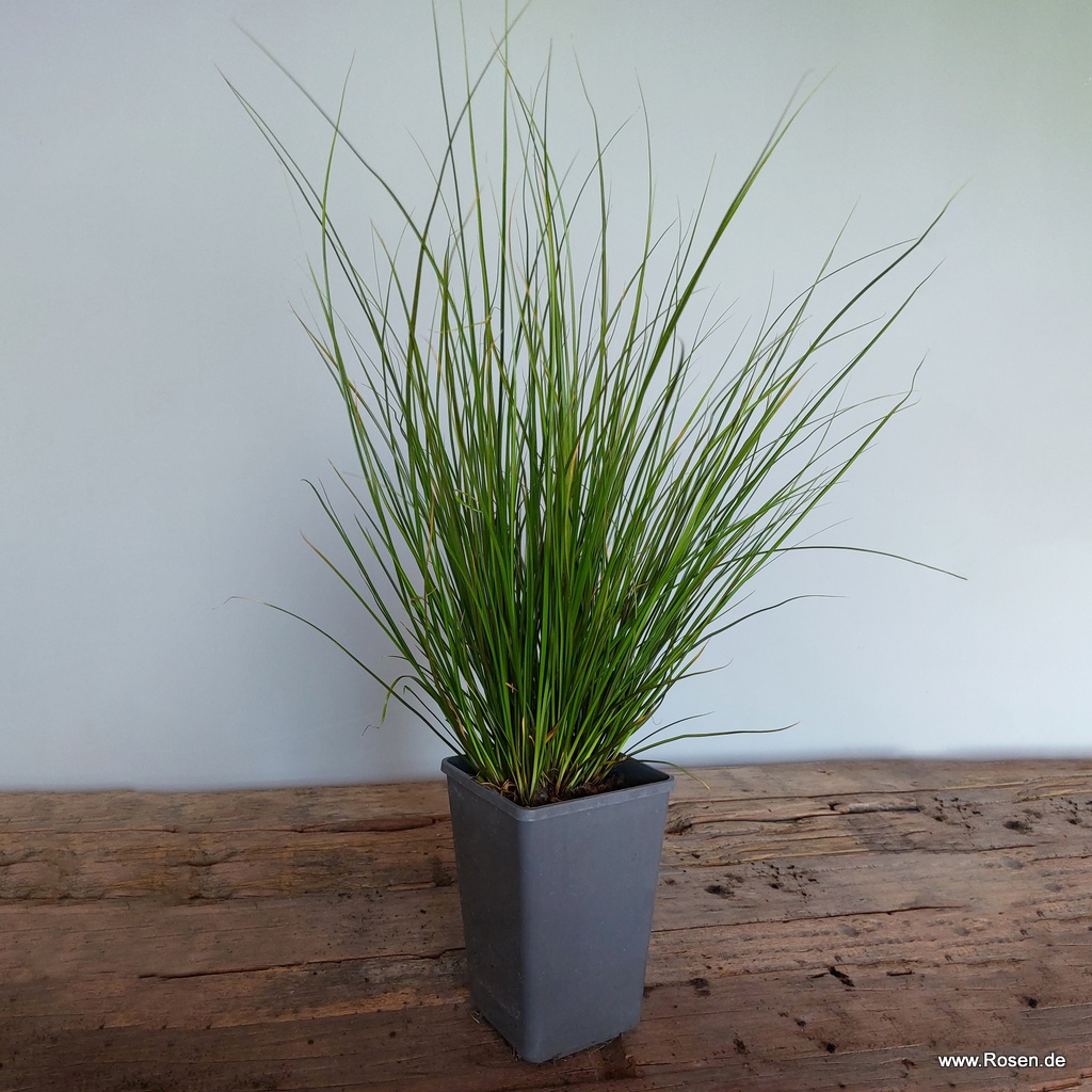 Artikelbild 2 des Artikels Carex 'Phoenix Green' Carex 'Phoenix Green'