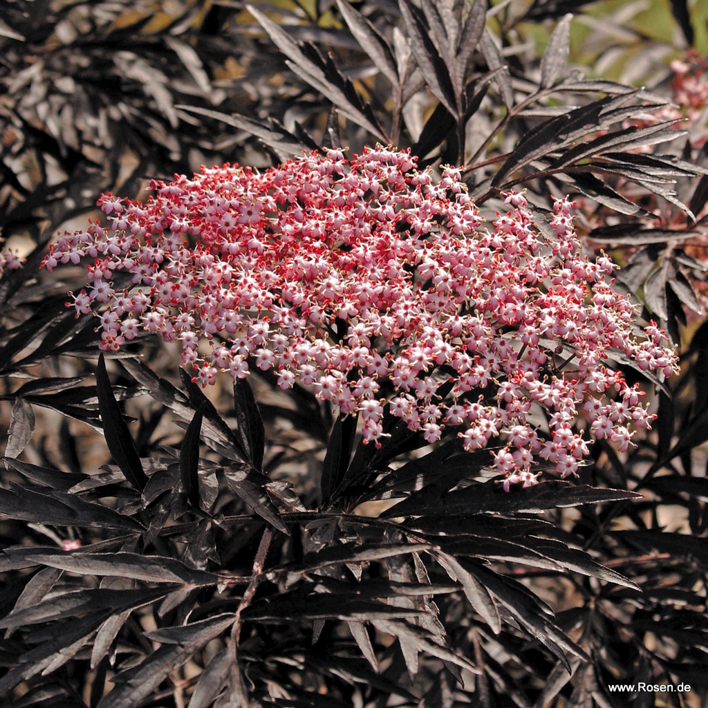 Artikelbild 3 des Artikels Schwarzer Holunder 'Black Lace'® Schwarzer Holunder 'Black Lace'®