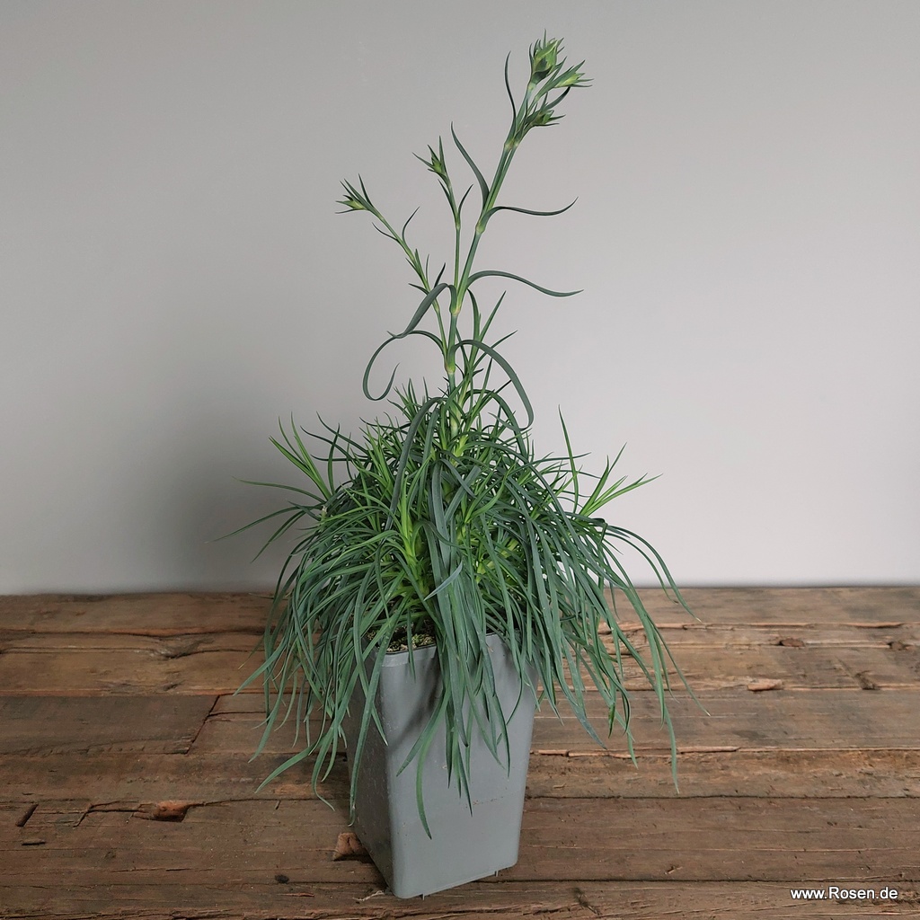 Artikelbild 4 des Artikels 4er-Set Gartennelke 'Blush'