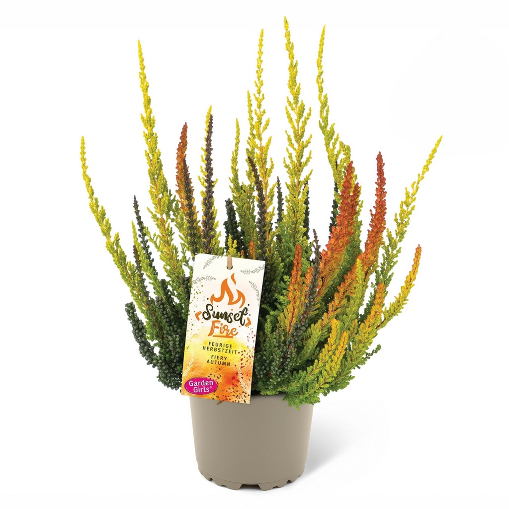 Knospenheide Gardengirls® Sunset-Fire®