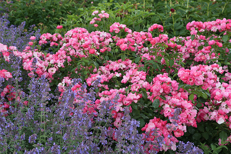 Strauchrosen Kordes Rosen