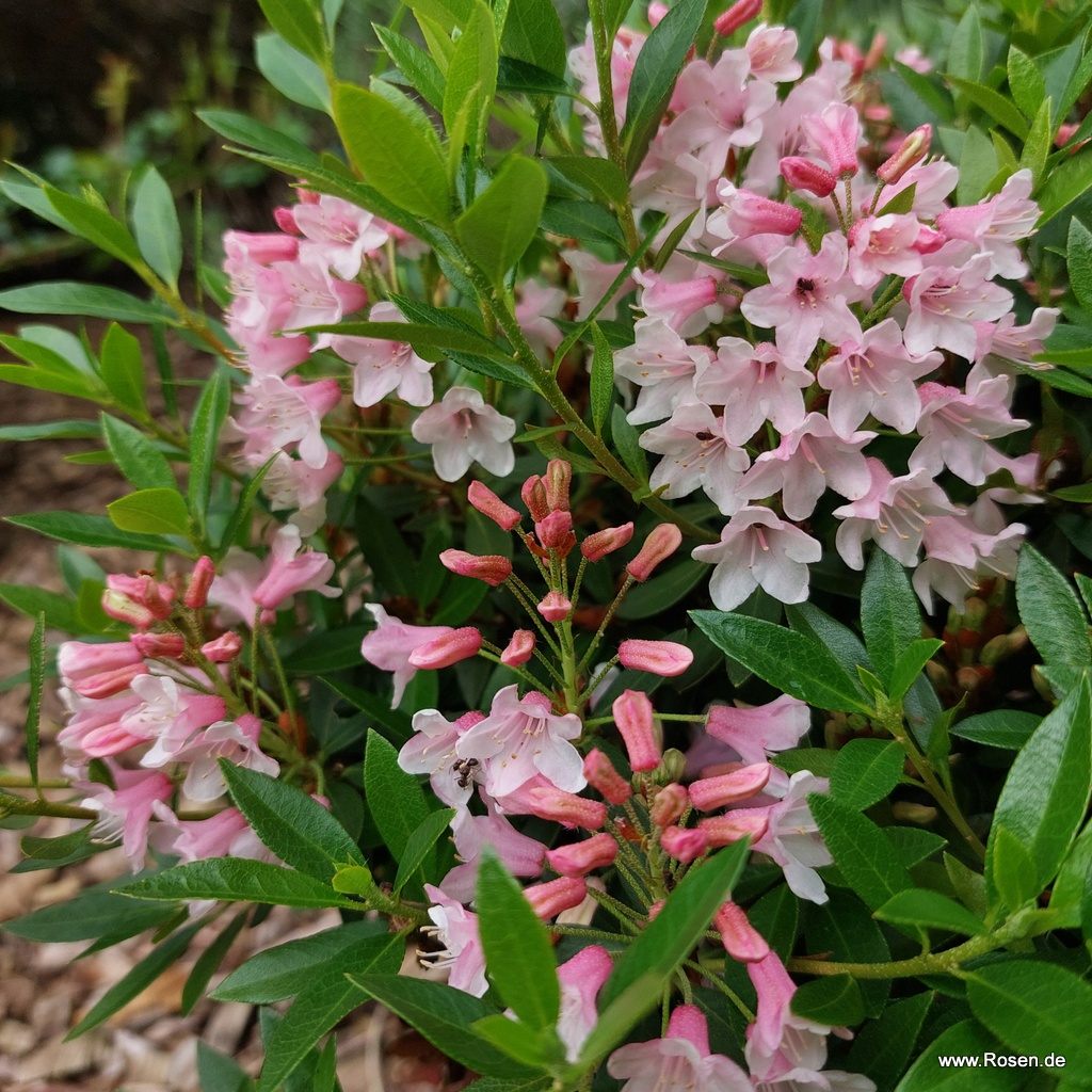Artikelbild 7 des Artikels Bloombux®, pink Bloombux®, pink