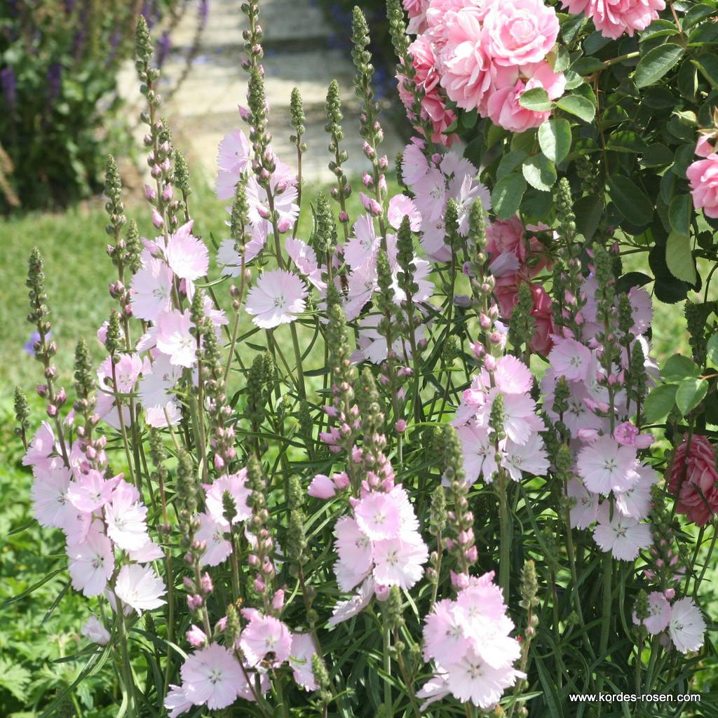 Präriemalve 'Elsie Heugh'