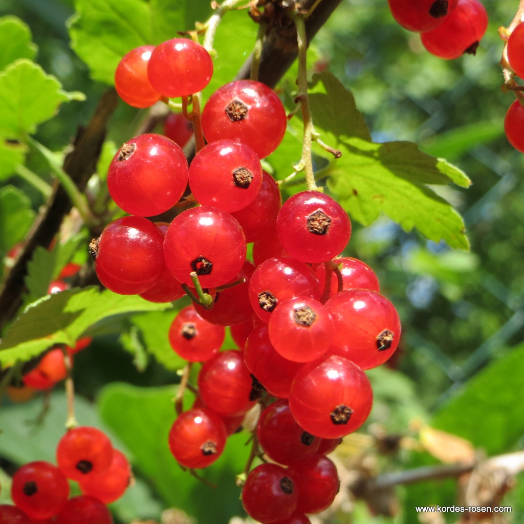 Johannisbeere 'Rovada' Busch