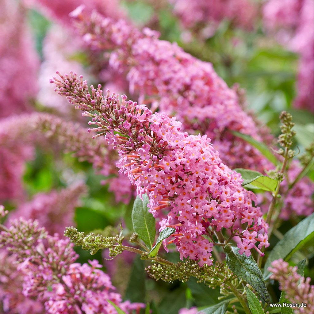 Sommerflieder 'Butterfly Candy® Little Pink'