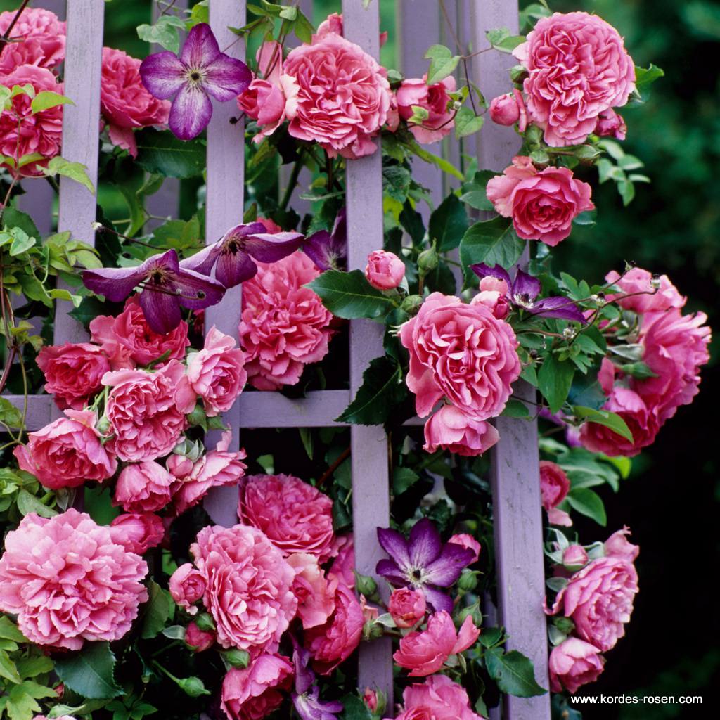 Artikelbild 2 des Artikels Rosarium Uetersen® Rosarium Uetersen®