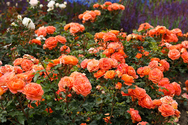 Beetrose Phoenix® Beetrose Phoenix®