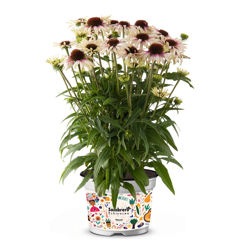 Sonnenhut 'Sombrero® Special White Purple'