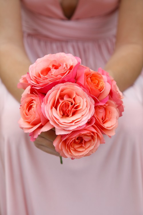 Coral Lions Rose® aus der Fantasia® Kollektion