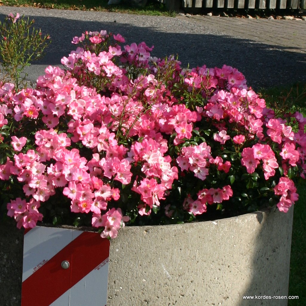 Artikelbild 2 des Artikels Fortuna® Fortuna®