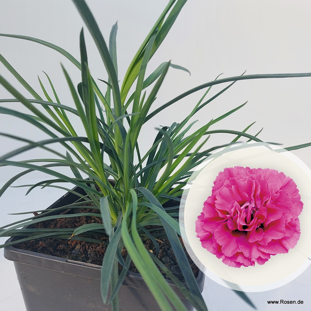 Gartennelke 'Devon Cottage Wizard'