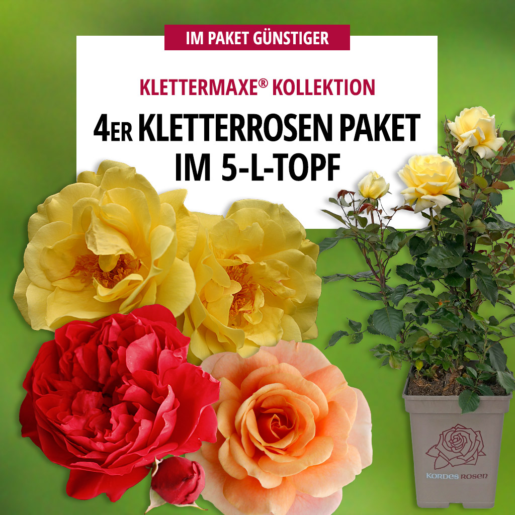 Artikelbild 1 des Artikels 4er-Paket Klettermaxe® Kletterrosen 4er-Paket Klettermaxe® Kletterrosen