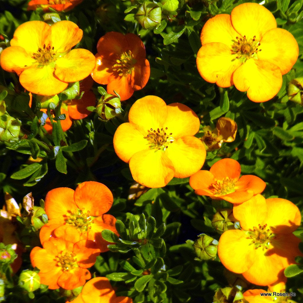 Artikelbild 2 des Artikels Fünffingerstrauch 'Bella Sol' (S) Fünffingerstrauch 'Bella Sol' (S)