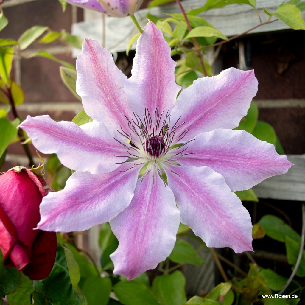 Clematis 'Nelly Moser'