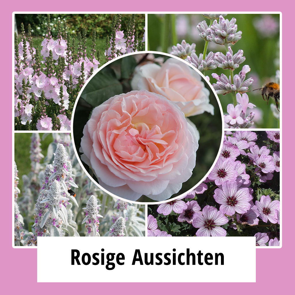 Farbpaket "Rosige Aussichten"