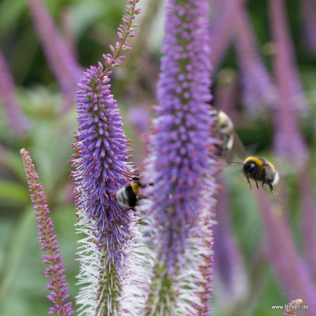 Kandelaber-Ehrenpreis 'Fascination'