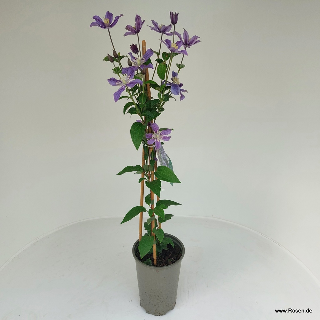 Artikelbild 5 des Artikels Clematis 'Arabella' Clematis 'Arabella'