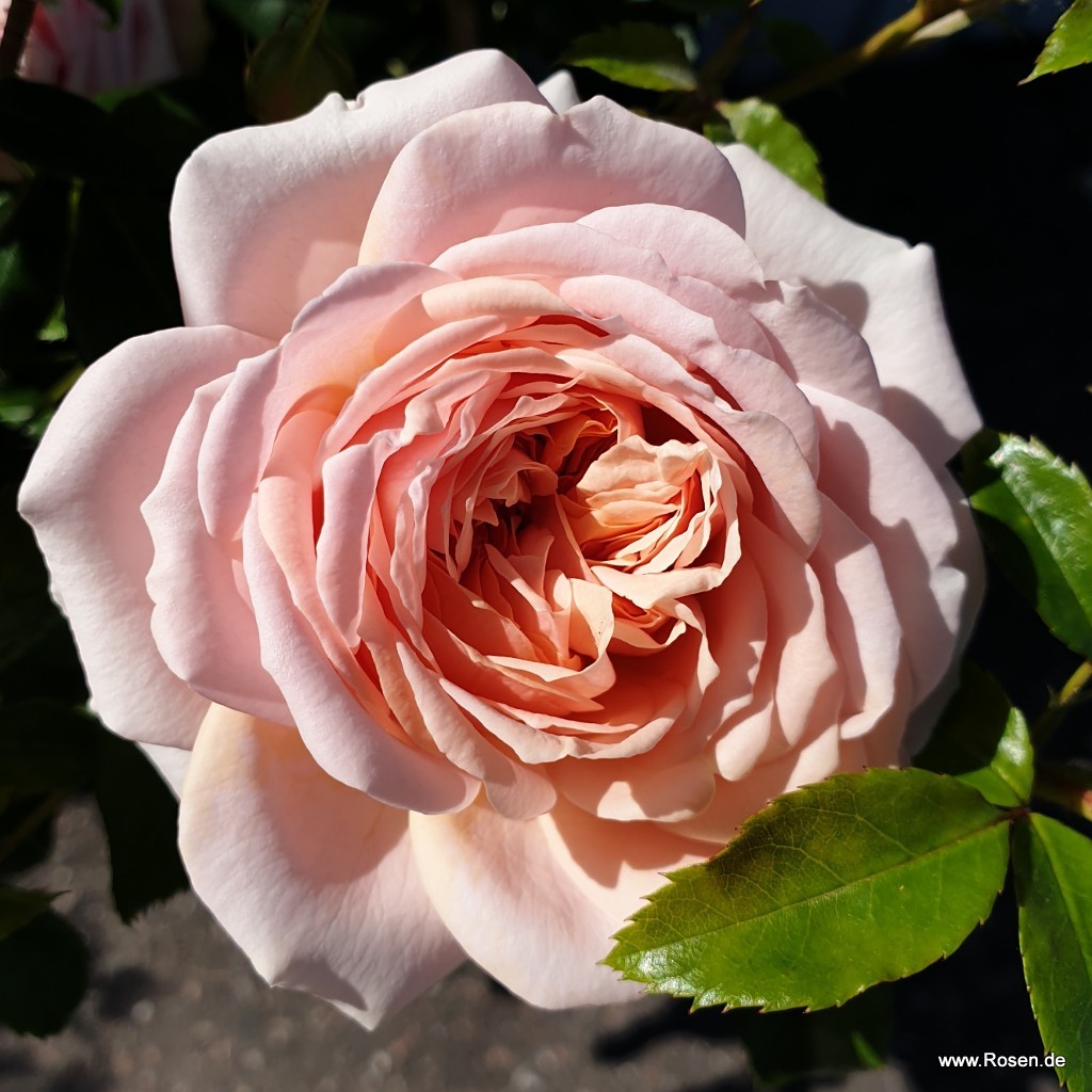 Artikelbild 6 des Artikels Garden of Roses® Garden of Roses®