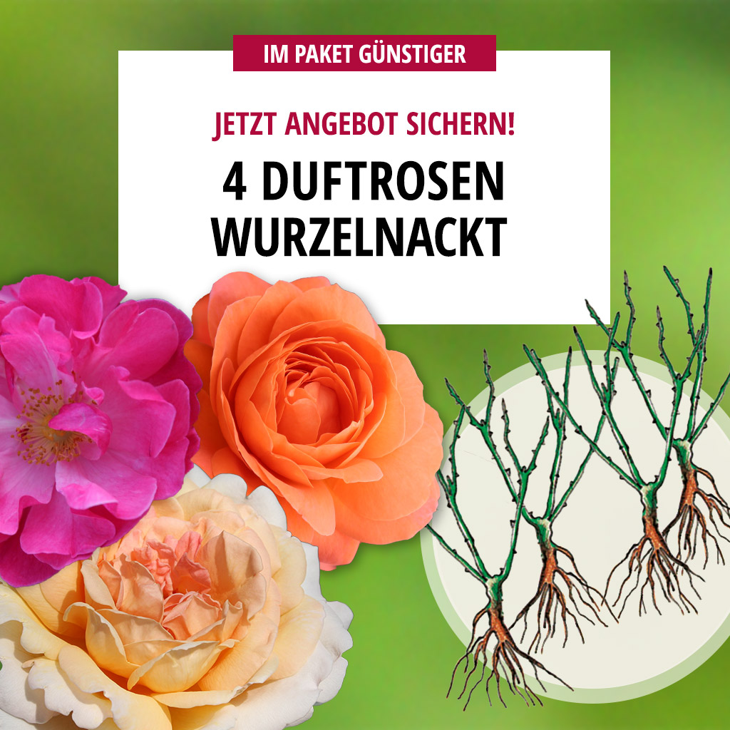 4er-Paket wurzelnackte Duftrosen