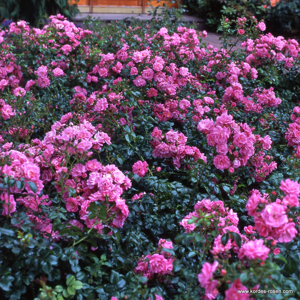 Palmengarten Frankfurt®