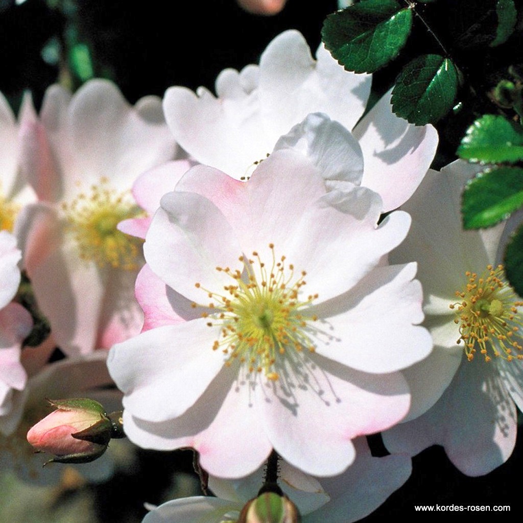 Artikelbild 1 des Artikels Medeo® Medeo®