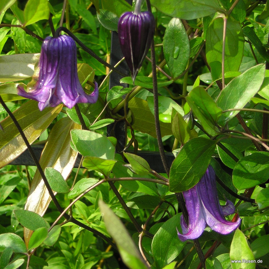 Artikelbild 1 des Artikels Clematis 'Rooguchi' Clematis 'Rooguchi'