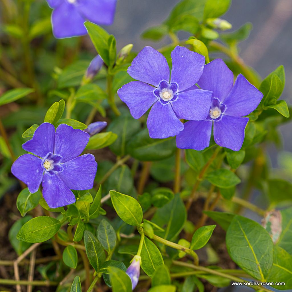 Kleines Immergrün 'Marie®'